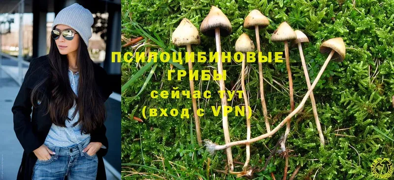 Псилоцибиновые грибы MAGIC MUSHROOMS  закладка  Болохово 